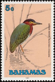 Green Heron (Butorides virescens)