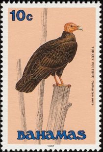 Turkey Vulture (Cathartes aura)