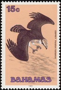 Osprey (Pandion haliaetus)