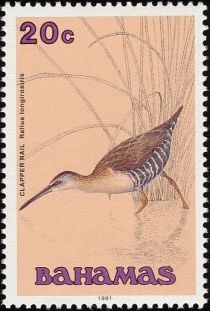 Clapper Rail (Rallus longirostris)