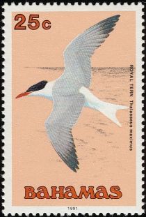 Royal Tern (Thalasseus maximus)