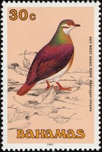 Key West Quail-dove (Geotrygon chrysia)