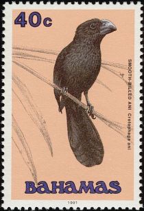 Smooth-billed Ani (Crotophaga ani)