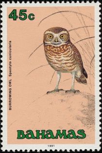 Burrowing Owl (Speotyto cunicularia)