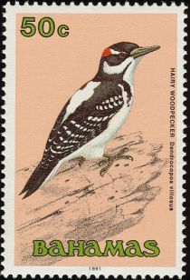 Hairy Woodpecker (Dendrocopos villosus)