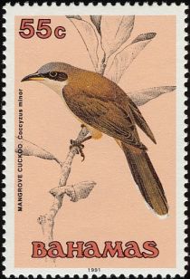 Mangrove Cuckoo (Coccyzus minor)