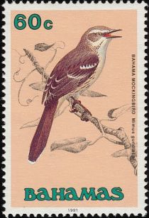 Bahama Mockingbird (Mimus gundlachii)