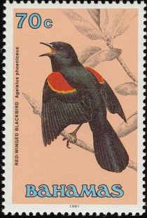 Red-winged Blackbird (Agelaius phoeniceus)