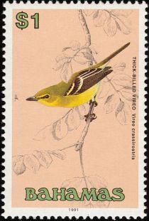 Thick-billed Vireo (Vireo crassirostris)