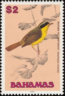 Bahama Yellowthroat (Geothlypis rostrata)