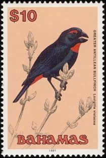 Greater Antillean Bullfinch (Loxigilla violacea)