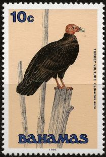 Turkey Vulture (Cathartes aura)