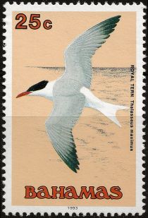 Royal Tern (Thalasseus maximus)