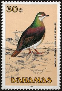 Key West Quail-dove (Geotrygon chrysia)