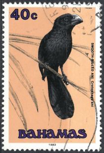 Smooth-billed Ani (Crotophaga ani)