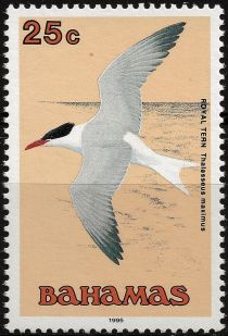 Royal Tern (Thalasseus maximus)