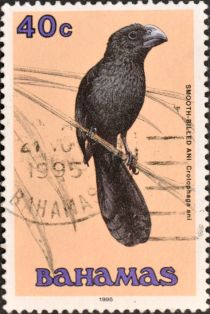 Smooth-billed Ani (Crotophaga ani)