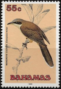 Mangrove Cuckoo (Coccyzus minor)