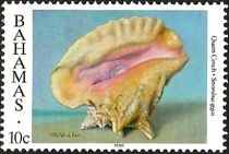 Queen Conch (Lobatus gigas)