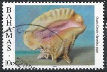 Queen Conch (Lobatus gigas)