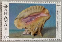 Queen Conch (Lobatus gigas)