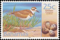 Killdeer (Charadrius vociferus)