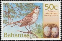 Bahama Mockingbird (Mimus gundlachii)