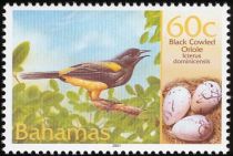 Black-cowled Oriole (Icterus northropi)