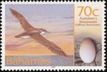 Audubon's Shearwater (Puffinus lherminieri)