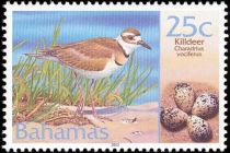 Killdeer (Charadrius vociferus)