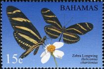 Zebra Longwing Butterfly (Heliconius charithonia)