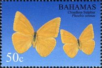 Cloudless Sulphur (Phoebis sennae)