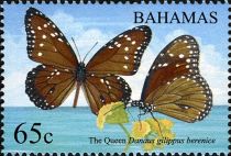 Queen (Danaus gilippus berenice)