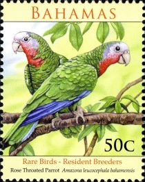 Rose-throated Parrot (Amazona leucocephala bahamensis)