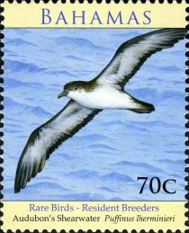 Audubon's Shearwater (Puffinus lherminieri)