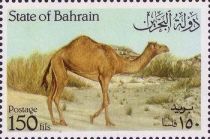 Dromedary (Camelus dromedarius)