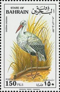 White Stork (Ciconia ciconia)