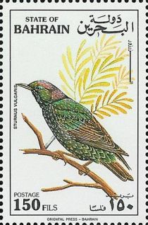 Common Starling (Sturnus vulgaris)