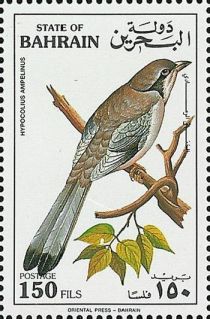 Grey Hypocolius (Hypocolius ampelinus)