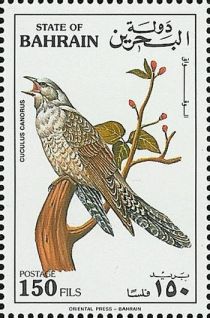 Common Cuckoo (Cuculus canorus)