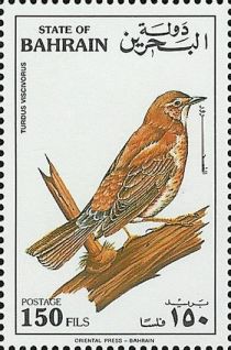 Mistle Thrush (Turdus viscivorus)