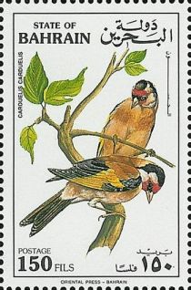 European Goldfinch (Carduelis carduelis)