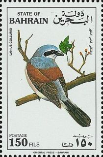 Red-backed Shrike (Lanius collurio)