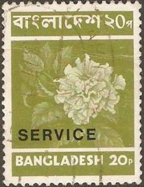 Flower (Hibiscus rosenensis) - Overprinted