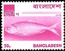 Hilsa / Ilish Fish (Tenualosa ilisha)