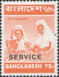 Tea Picking