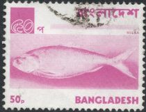 Hilsa / Ilish Fish (Tenualosa ilisha)