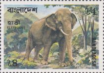 Asian Elephant (Elephas maximus)