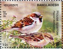 House Sparrow (Passer domesticus)