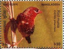 Red Avadavat (Amandava amandava)